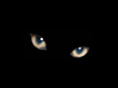 061008_gato-preto