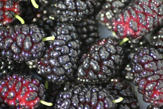 706a7_2009-07-01-Mulberries