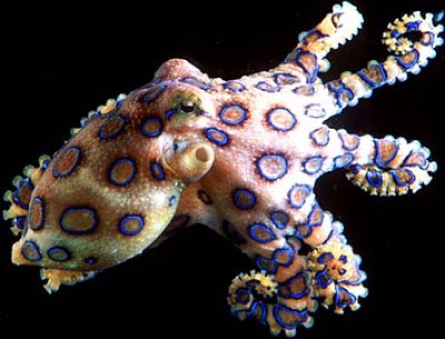BlueRingedOctopus BlueRingedOctopus