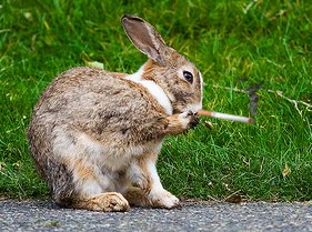 a smoking bunny