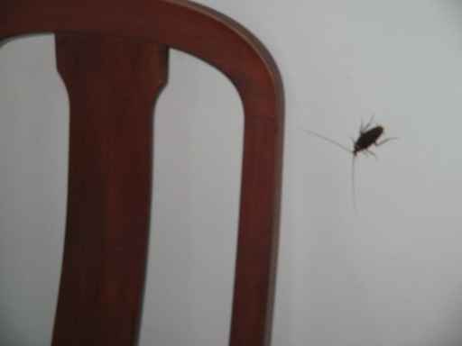 barata_na_parede