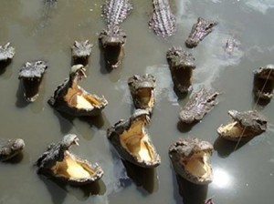 crocodilos_amor crocodilos_amor