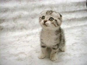 gatinho gatinho