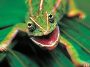lagarto