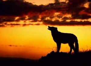 lobo lobo