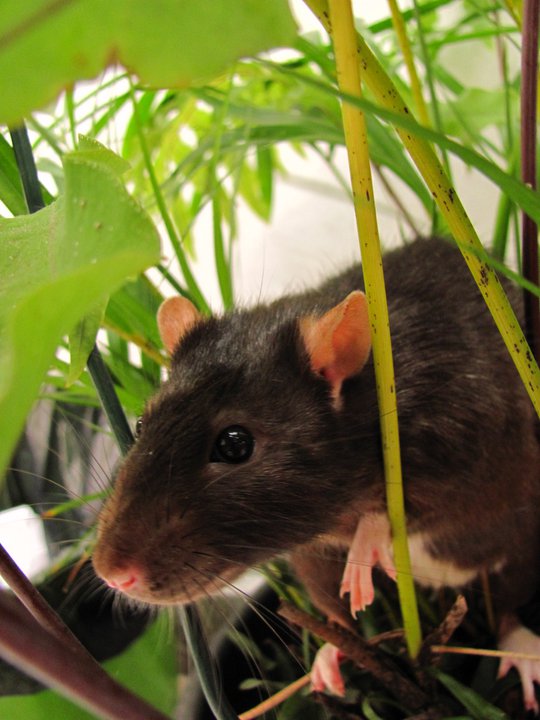 rato