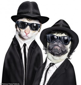 gatos-blues-brothers